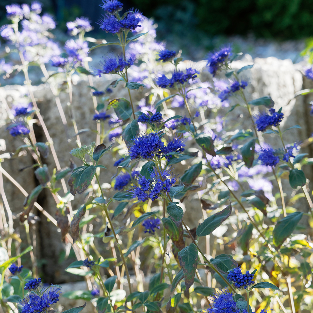 Bartblume
