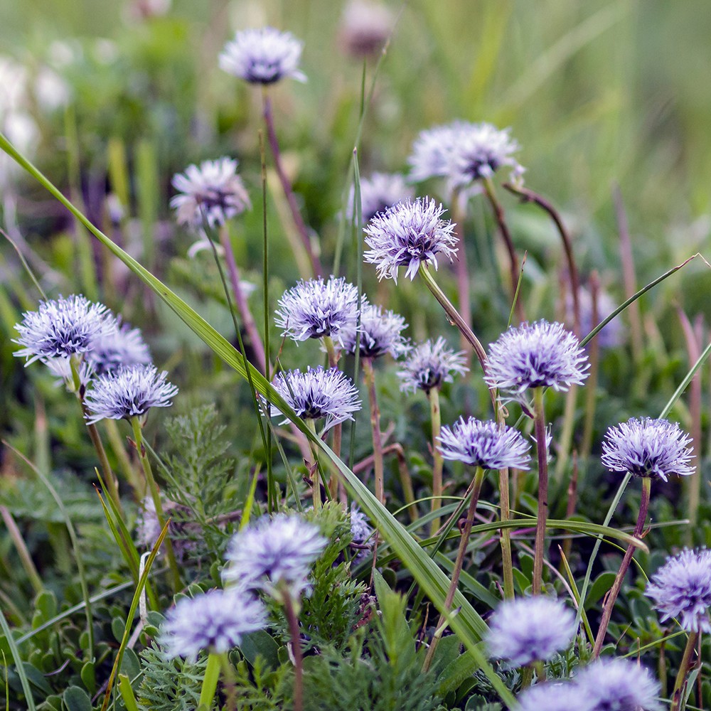 Kugelblume