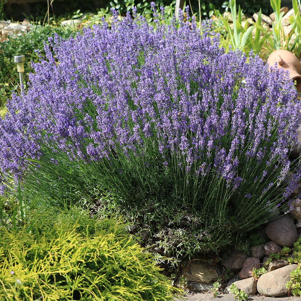 Lavendel
