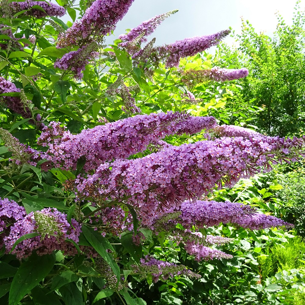 Bäume & Sträucher 3 Sommerflieder
